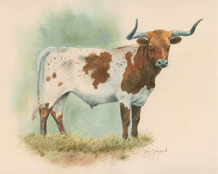 The Texas Longhorn" 1974 by