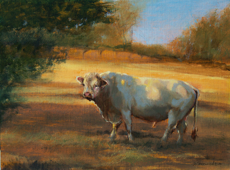 Charolais by Jo Sherwood